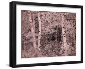 USA, Utah, Aspen Grove in infrared of the Logan Pass area-Terry Eggers-Framed Photographic Print