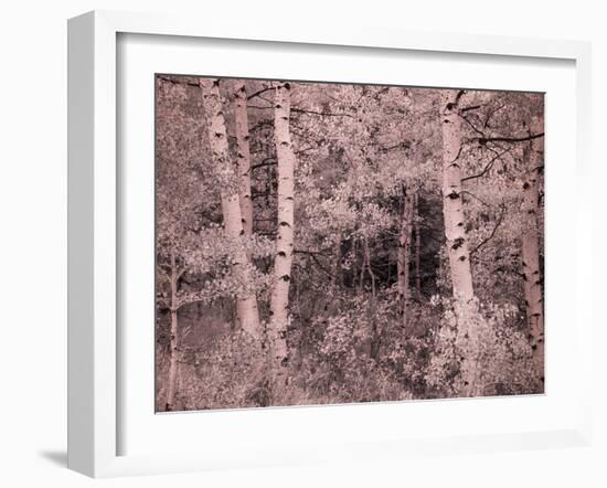 USA, Utah, Aspen Grove in infrared of the Logan Pass area-Terry Eggers-Framed Photographic Print