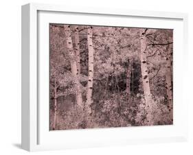 USA, Utah, Aspen Grove in infrared of the Logan Pass area-Terry Eggers-Framed Photographic Print