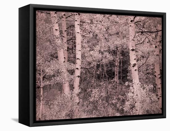 USA, Utah, Aspen Grove in infrared of the Logan Pass area-Terry Eggers-Framed Stretched Canvas
