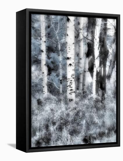 USA, Utah, Aspen Grove in infrared of the Logan Pass area-Terry Eggers-Framed Stretched Canvas