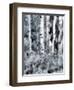 USA, Utah, Aspen Grove in infrared of the Logan Pass area-Terry Eggers-Framed Photographic Print