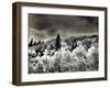 USA, Utah, Aspen Grove in infrared of the Logan Pass area-Terry Eggers-Framed Photographic Print