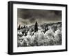 USA, Utah, Aspen Grove in infrared of the Logan Pass area-Terry Eggers-Framed Photographic Print