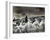 USA, Utah, Aspen Grove in infrared of the Logan Pass area-Terry Eggers-Framed Photographic Print