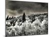 USA, Utah, Aspen Grove in infrared of the Logan Pass area-Terry Eggers-Mounted Photographic Print