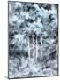 USA, Utah, Aspen Grove in infrared of the Logan Pass area-Terry Eggers-Mounted Photographic Print