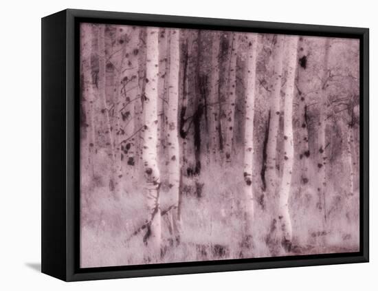 USA, Utah, Aspen Grove in infrared of the Logan Pass area-Terry Eggers-Framed Stretched Canvas