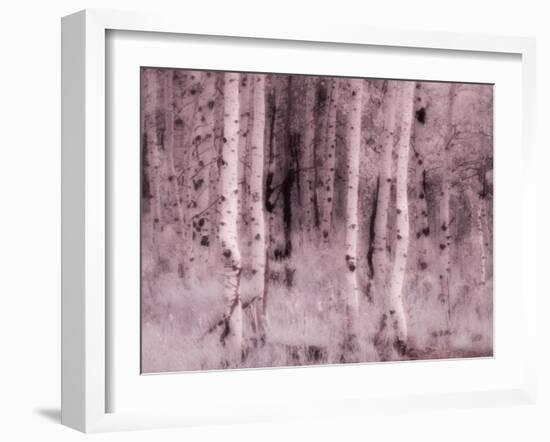 USA, Utah, Aspen Grove in infrared of the Logan Pass area-Terry Eggers-Framed Photographic Print