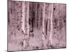 USA, Utah, Aspen Grove in infrared of the Logan Pass area-Terry Eggers-Mounted Photographic Print