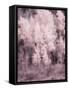 USA, Utah, Aspen Grove in infrared of the Logan Pass area-Terry Eggers-Framed Stretched Canvas