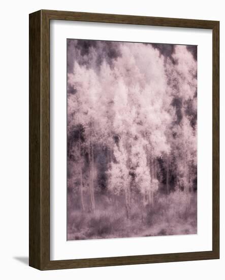 USA, Utah, Aspen Grove in infrared of the Logan Pass area-Terry Eggers-Framed Photographic Print