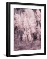 USA, Utah, Aspen Grove in infrared of the Logan Pass area-Terry Eggers-Framed Photographic Print