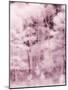 USA, Utah, Aspen Grove in infrared of the Logan Pass area-Terry Eggers-Mounted Photographic Print