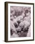 USA, Utah, Aspen Grove in infrared of the Logan Pass area-Terry Eggers-Framed Photographic Print