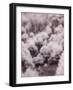 USA, Utah, Aspen Grove in infrared of the Logan Pass area-Terry Eggers-Framed Photographic Print