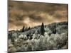 USA, Utah, Aspen Grove in infrared of the Logan Pass area-Terry Eggers-Mounted Photographic Print