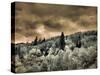 USA, Utah, Aspen Grove in infrared of the Logan Pass area-Terry Eggers-Stretched Canvas