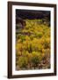 USA, Utah. Autumn cottonwoods and red canyon walls, Grand Staircase-Escalante National Monument.-Judith Zimmerman-Framed Photographic Print