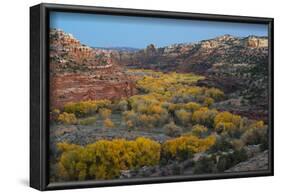 USA, Utah. Autumn cottonwoods and sandstone formations in canyon, Grand Staircase-Escalante NM-Judith Zimmerman-Framed Photographic Print
