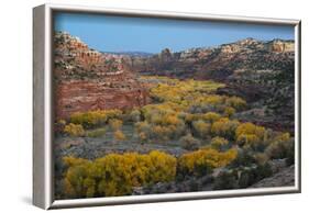 USA, Utah. Autumn cottonwoods and sandstone formations in canyon, Grand Staircase-Escalante NM-Judith Zimmerman-Framed Photographic Print