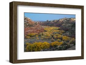 USA, Utah. Autumn cottonwoods and sandstone formations in canyon, Grand Staircase-Escalante NM-Judith Zimmerman-Framed Photographic Print