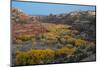 USA, Utah. Autumn cottonwoods and sandstone formations in canyon, Grand Staircase-Escalante NM-Judith Zimmerman-Mounted Photographic Print