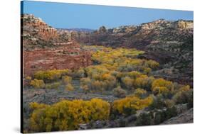 USA, Utah. Autumn cottonwoods and sandstone formations in canyon, Grand Staircase-Escalante NM-Judith Zimmerman-Stretched Canvas