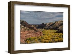 USA, Utah. Autumn cottonwoods and sandstone formations in canyon, Grand Staircase-Escalante NM-Judith Zimmerman-Framed Photographic Print