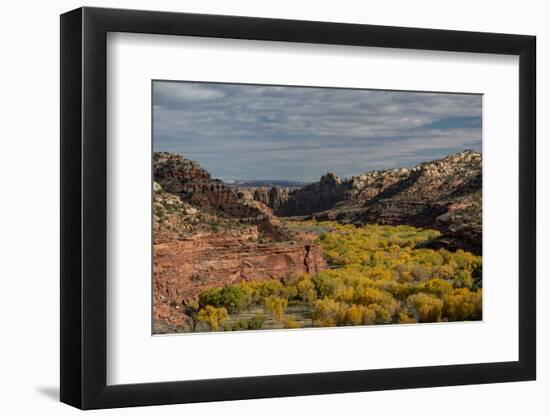 USA, Utah. Autumn cottonwoods and sandstone formations in canyon, Grand Staircase-Escalante NM-Judith Zimmerman-Framed Photographic Print