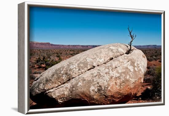 USA, Utah, Bluff. Creosote bush growing from boulder-Bernard Friel-Framed Photographic Print