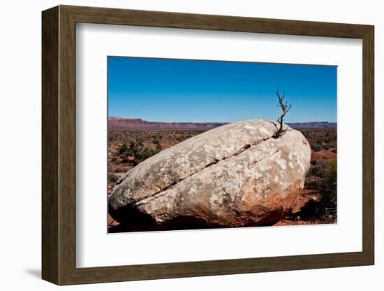 USA, Utah, Bluff. Creosote bush growing from boulder-Bernard Friel-Framed Photographic Print