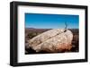 USA, Utah, Bluff. Creosote bush growing from boulder-Bernard Friel-Framed Photographic Print