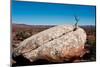 USA, Utah, Bluff. Creosote bush growing from boulder-Bernard Friel-Mounted Photographic Print