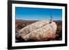 USA, Utah, Bluff. Creosote bush growing from boulder-Bernard Friel-Framed Photographic Print