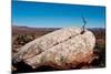 USA, Utah, Bluff. Creosote bush growing from boulder-Bernard Friel-Mounted Photographic Print