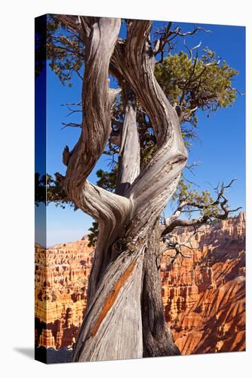 USA, Utah, Bryce Canyon, Amphitheater, Pine-Catharina Lux-Stretched Canvas