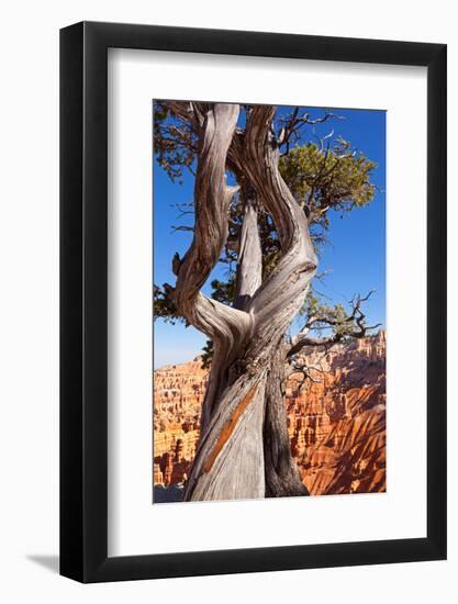 USA, Utah, Bryce Canyon, Amphitheater, Pine-Catharina Lux-Framed Photographic Print