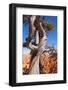 USA, Utah, Bryce Canyon, Amphitheater, Pine-Catharina Lux-Framed Photographic Print