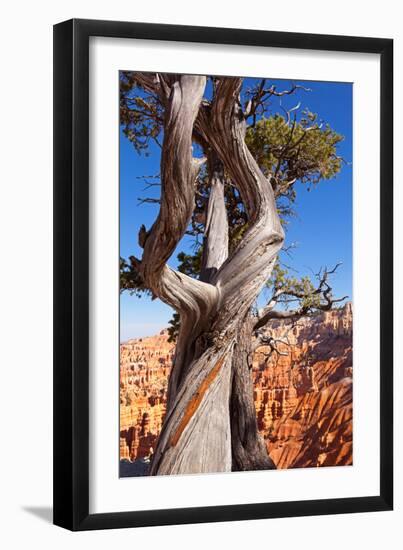 USA, Utah, Bryce Canyon, Amphitheater, Pine-Catharina Lux-Framed Photographic Print