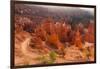 USA, Utah, Bryce Canyon, Amphitheater, Sunrise-Catharina Lux-Framed Photographic Print