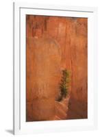 USA, Utah, Bryce Canyon National Park. Sunrise on pine tree and sandstone cliffs.-Jaynes Gallery-Framed Photographic Print