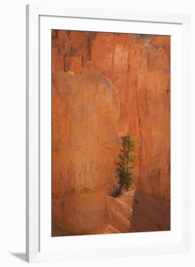 USA, Utah, Bryce Canyon National Park. Sunrise on pine tree and sandstone cliffs.-Jaynes Gallery-Framed Photographic Print