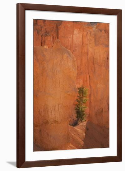 USA, Utah, Bryce Canyon National Park. Sunrise on pine tree and sandstone cliffs.-Jaynes Gallery-Framed Photographic Print