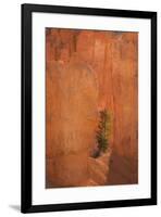 USA, Utah, Bryce Canyon National Park. Sunrise on pine tree and sandstone cliffs.-Jaynes Gallery-Framed Photographic Print
