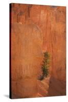 USA, Utah, Bryce Canyon National Park. Sunrise on pine tree and sandstone cliffs.-Jaynes Gallery-Stretched Canvas