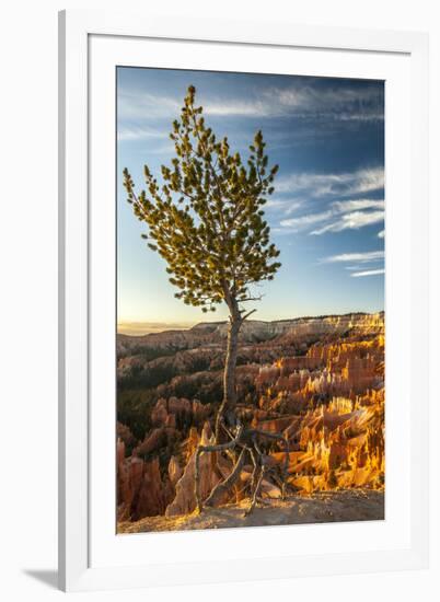 USA, Utah, Bryce Canyon National Park. Sunrise on ponderosa pine and canyon.-Jaynes Gallery-Framed Premium Photographic Print