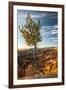 USA, Utah, Bryce Canyon National Park. Sunrise on ponderosa pine and canyon.-Jaynes Gallery-Framed Premium Photographic Print