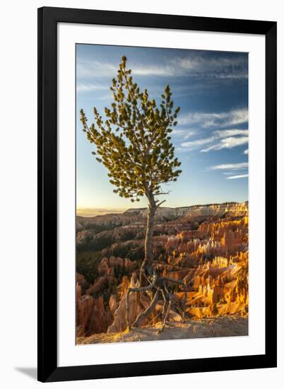 USA, Utah, Bryce Canyon National Park. Sunrise on ponderosa pine and canyon.-Jaynes Gallery-Framed Premium Photographic Print