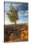 USA, Utah, Bryce Canyon National Park. Sunrise on ponderosa pine and canyon.-Jaynes Gallery-Stretched Canvas